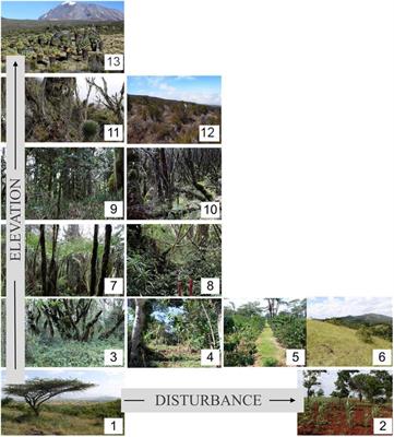 Aboveground Deadwood Biomass and Composition Along Elevation and Land-Use Gradients at Mount <mark class="highlighted">Kilimanjaro</mark>